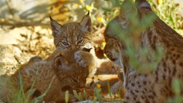 Lince ibérico extinción