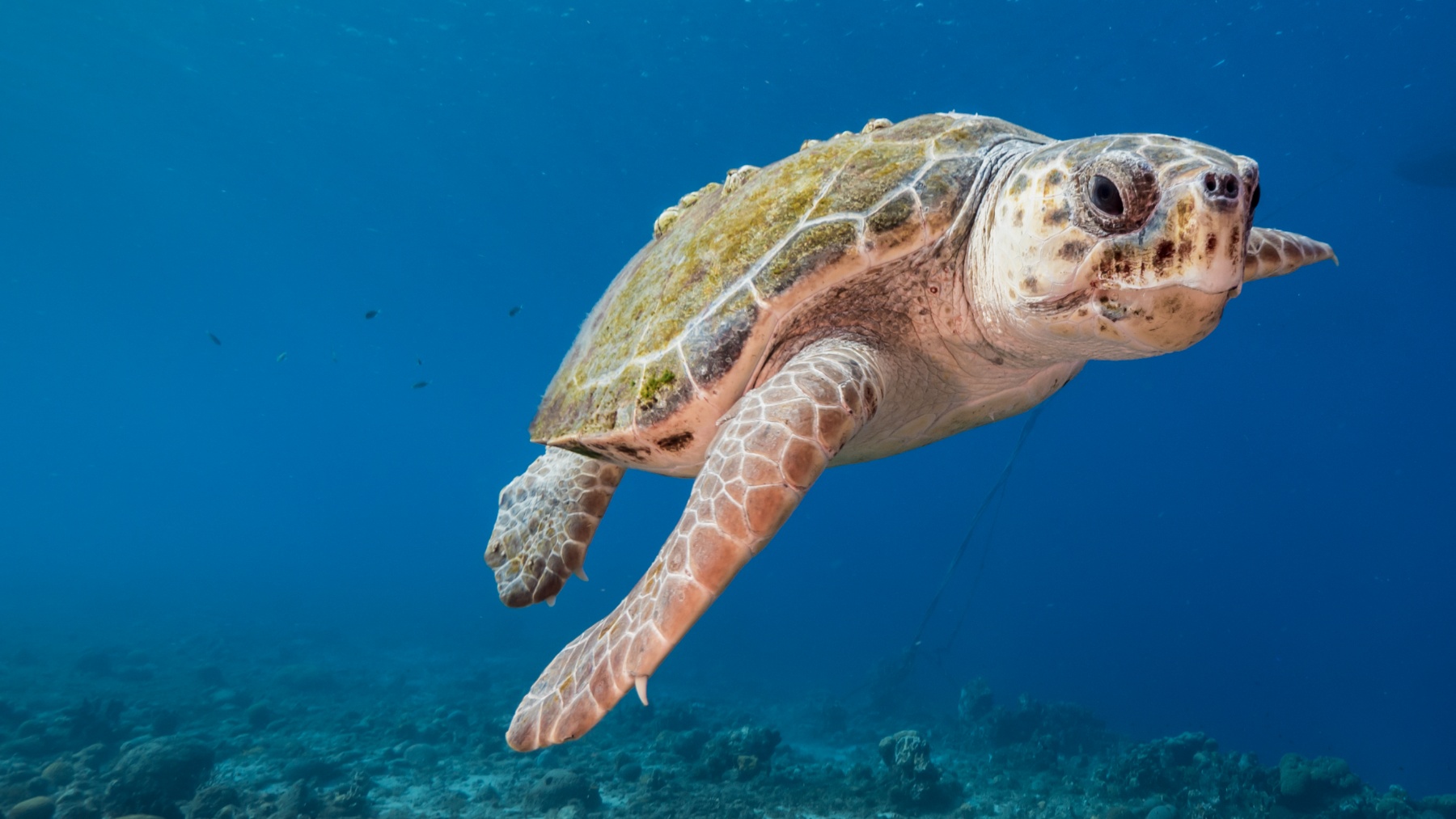 El 80% de las tortugas bobas rescatadas expulsa basura marina