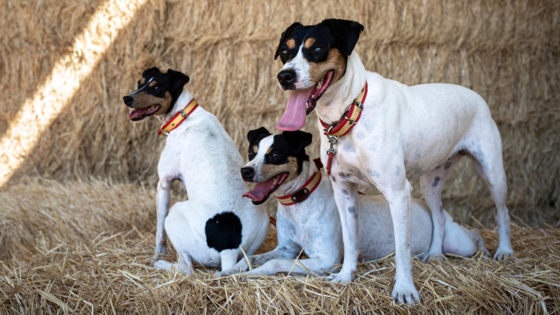 La Expo Internacional de junio homenajea al Ratonero Bodeguero Andaluz,  próxima raza canina en ser reconocida a nivel mundial y la nº 14 en España