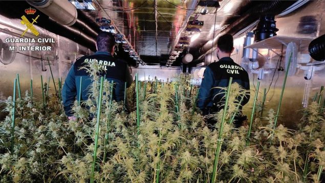 Cuatro narcos detenidos por matar a un hombre en Sevilla para robarle una plantación de marihuana