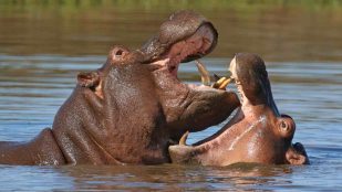 Leche de hipopótamo