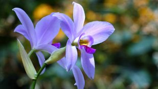 Truco orquídeas