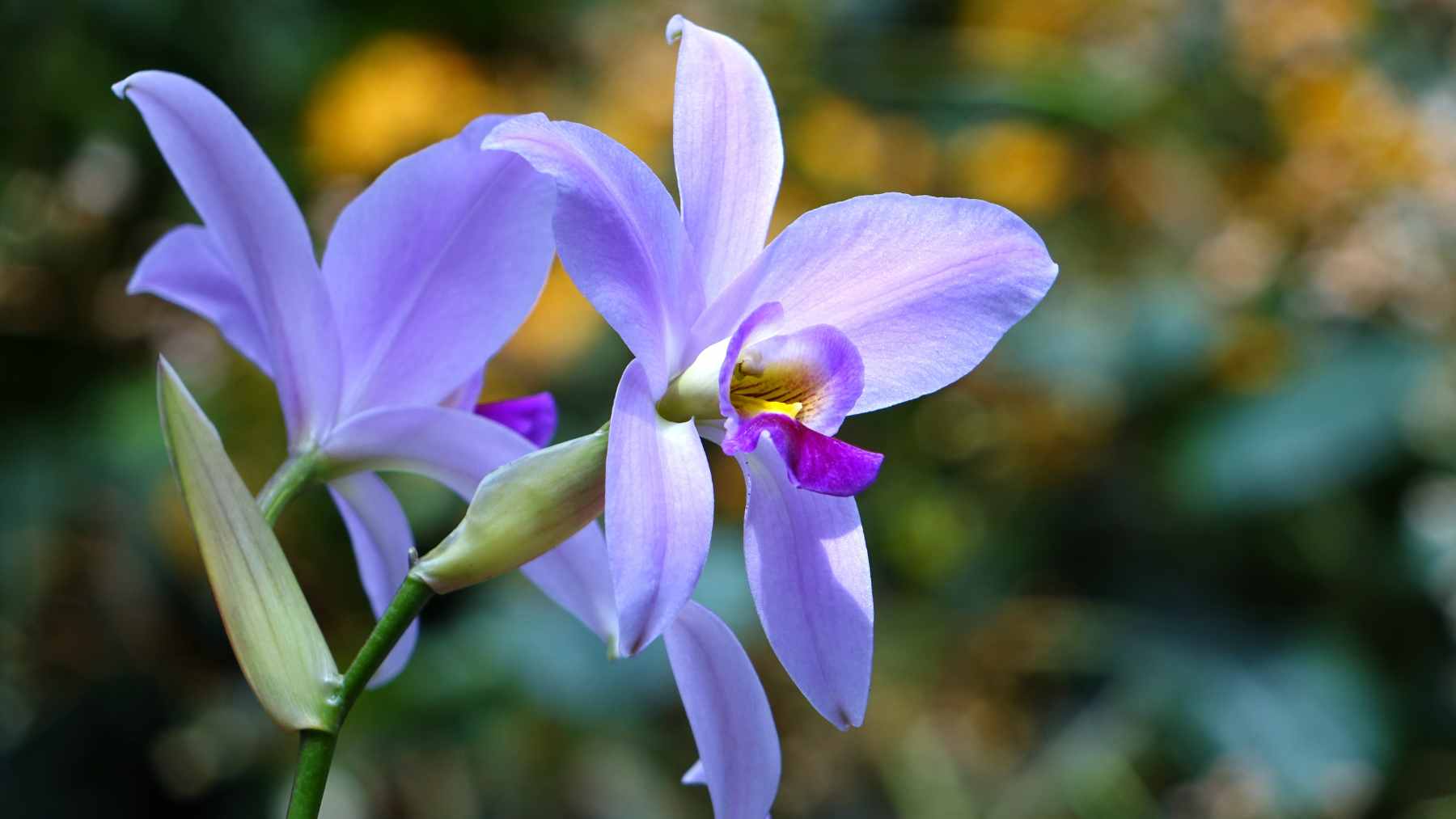 Orquídea.