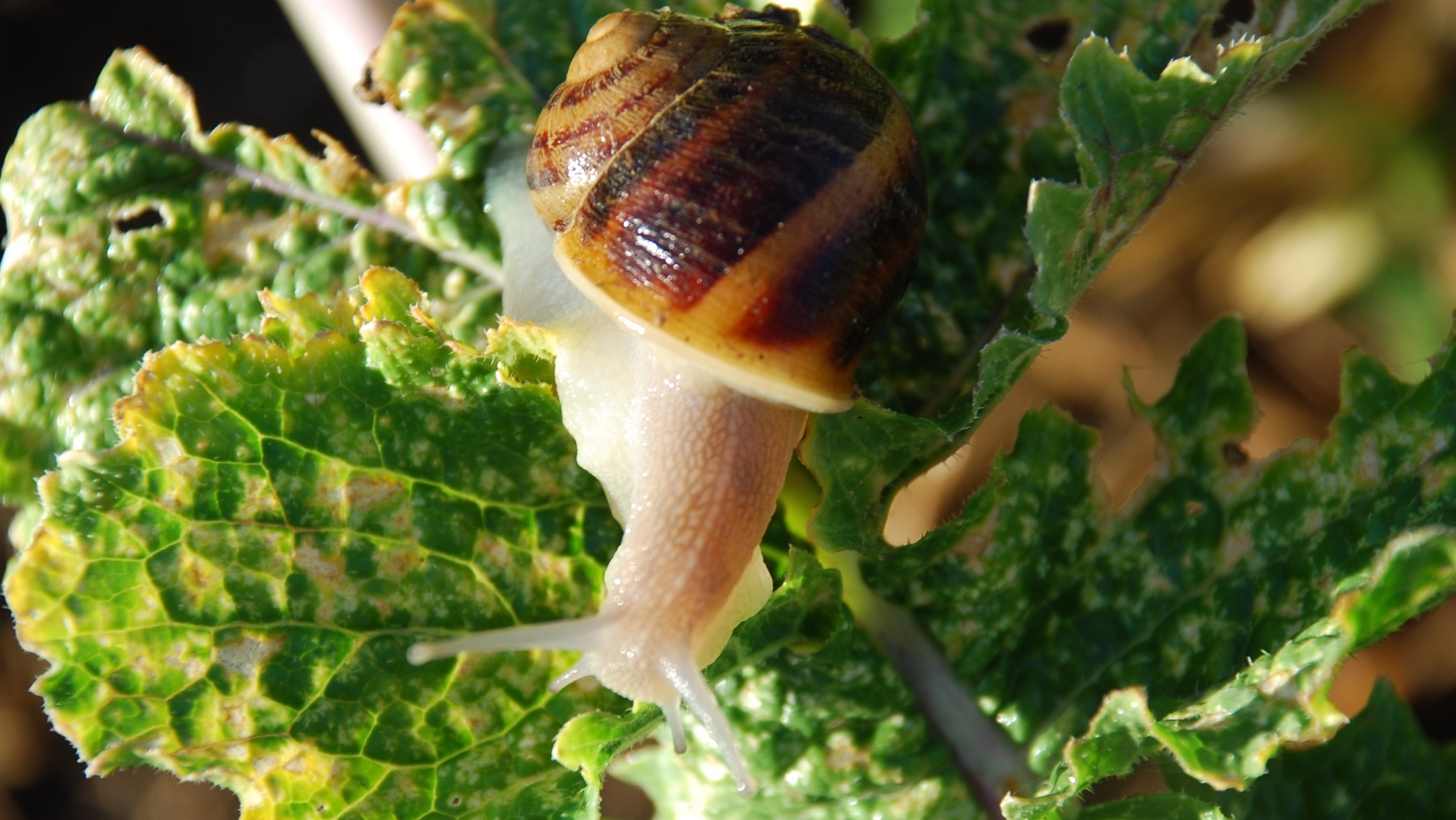 Caracol ‘burgao’. (Foto: EP)