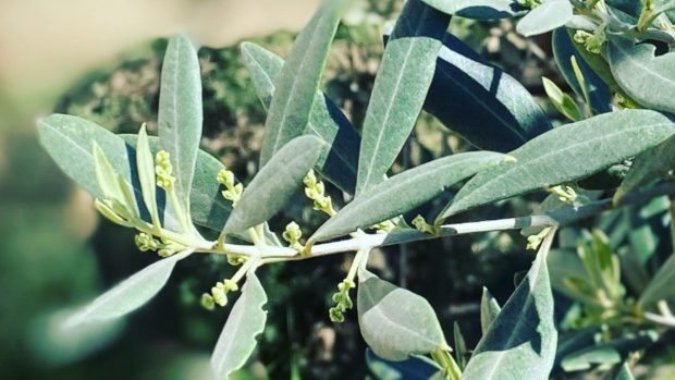 Floración de olivos en la finca Luque Ecológico Productores ecológicos