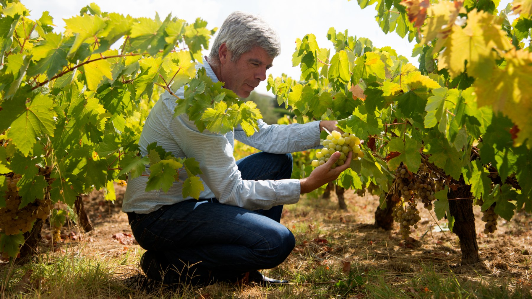 Francisco Robles, entre sus viñedos ecológicos en Montilla