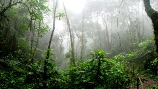 Plantas en el Amazonas
