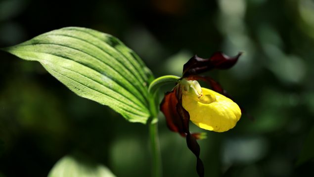 orquídeas aragón