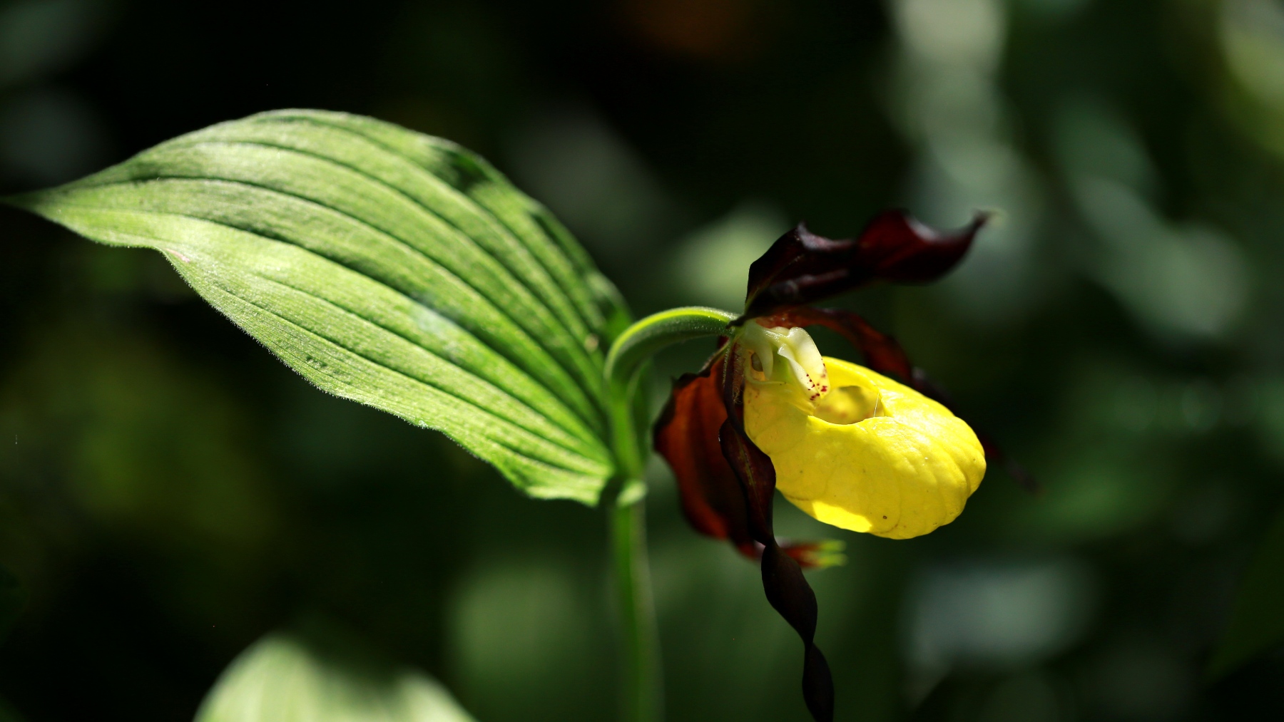 Ejemplar en floración de la orquídea zapatito de dama