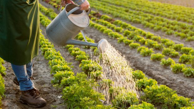 agua agricultura