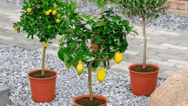 Aldi plantas