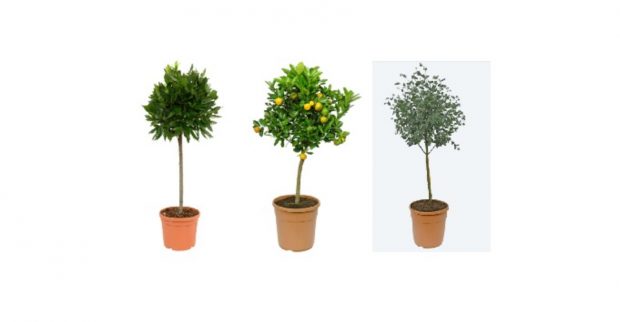 Aldi plantas jardín