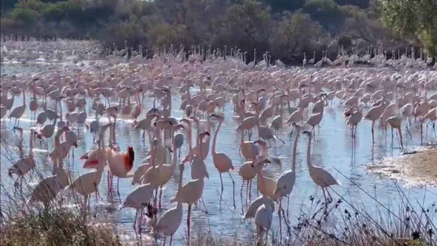 Flamencos en el parque de La Albufera. (Foto: EP)