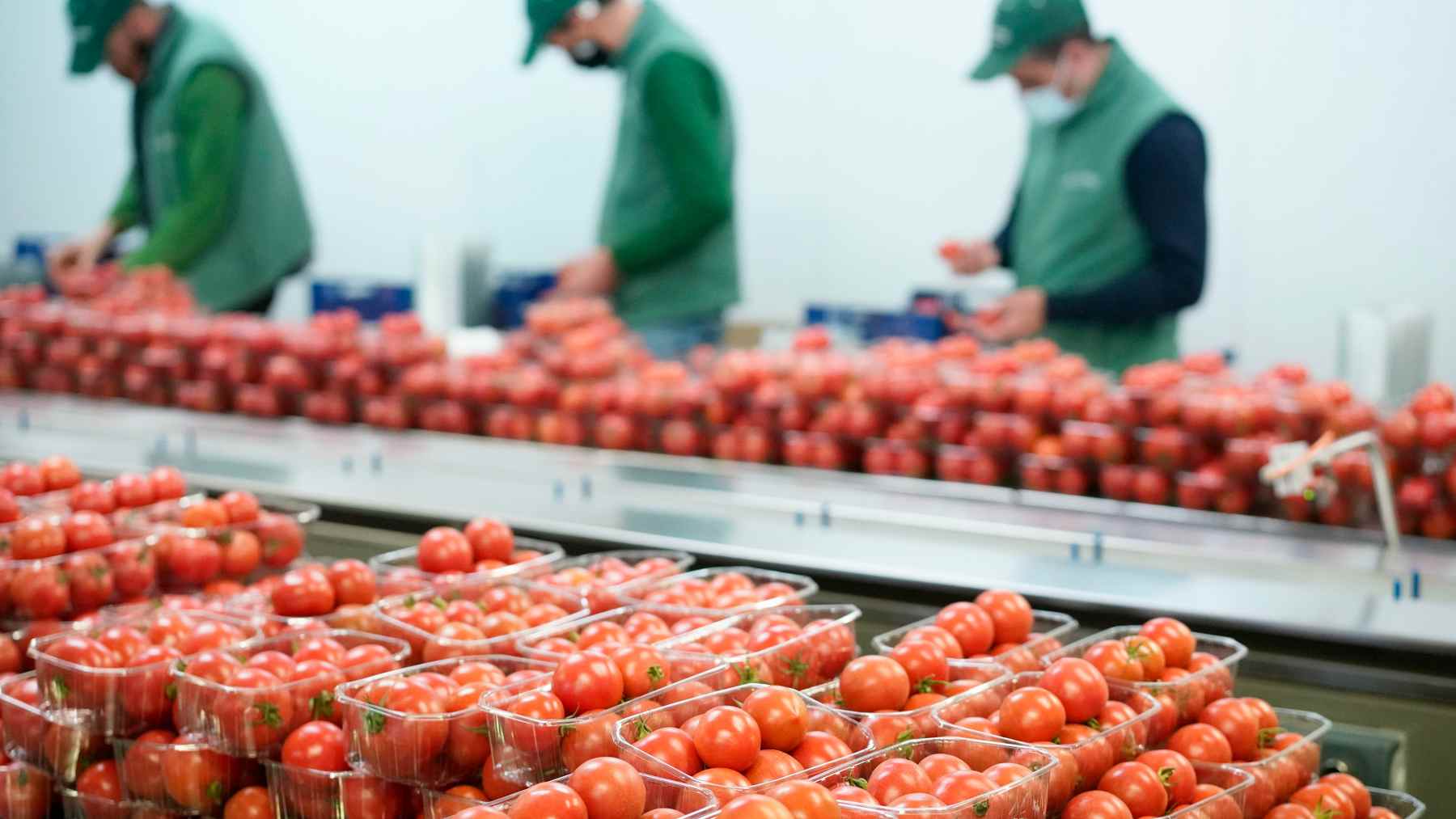 Tomates de ramellet que Mercadona compra a proveedores de Baleares.