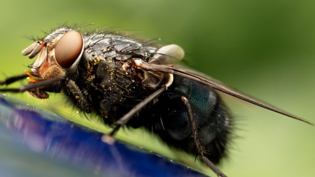 Truco para deshacerte de las moscas y hormigas