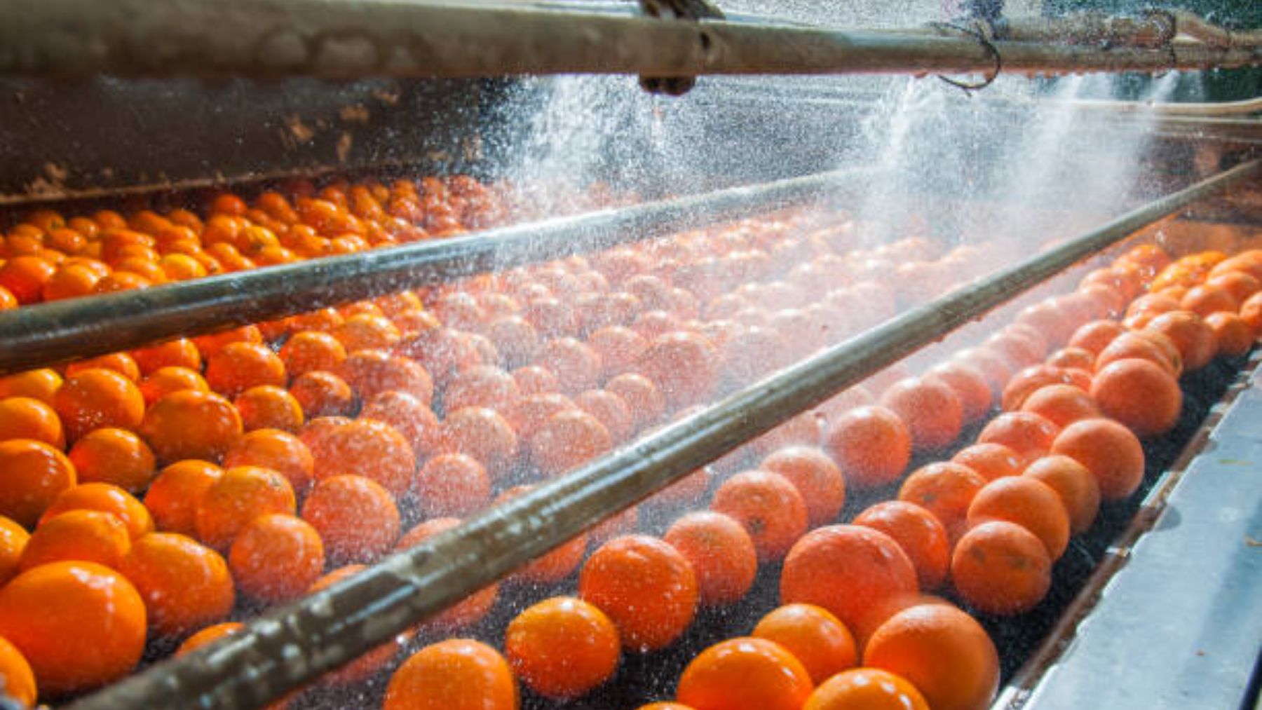 Proceso de lavado de naranjas.