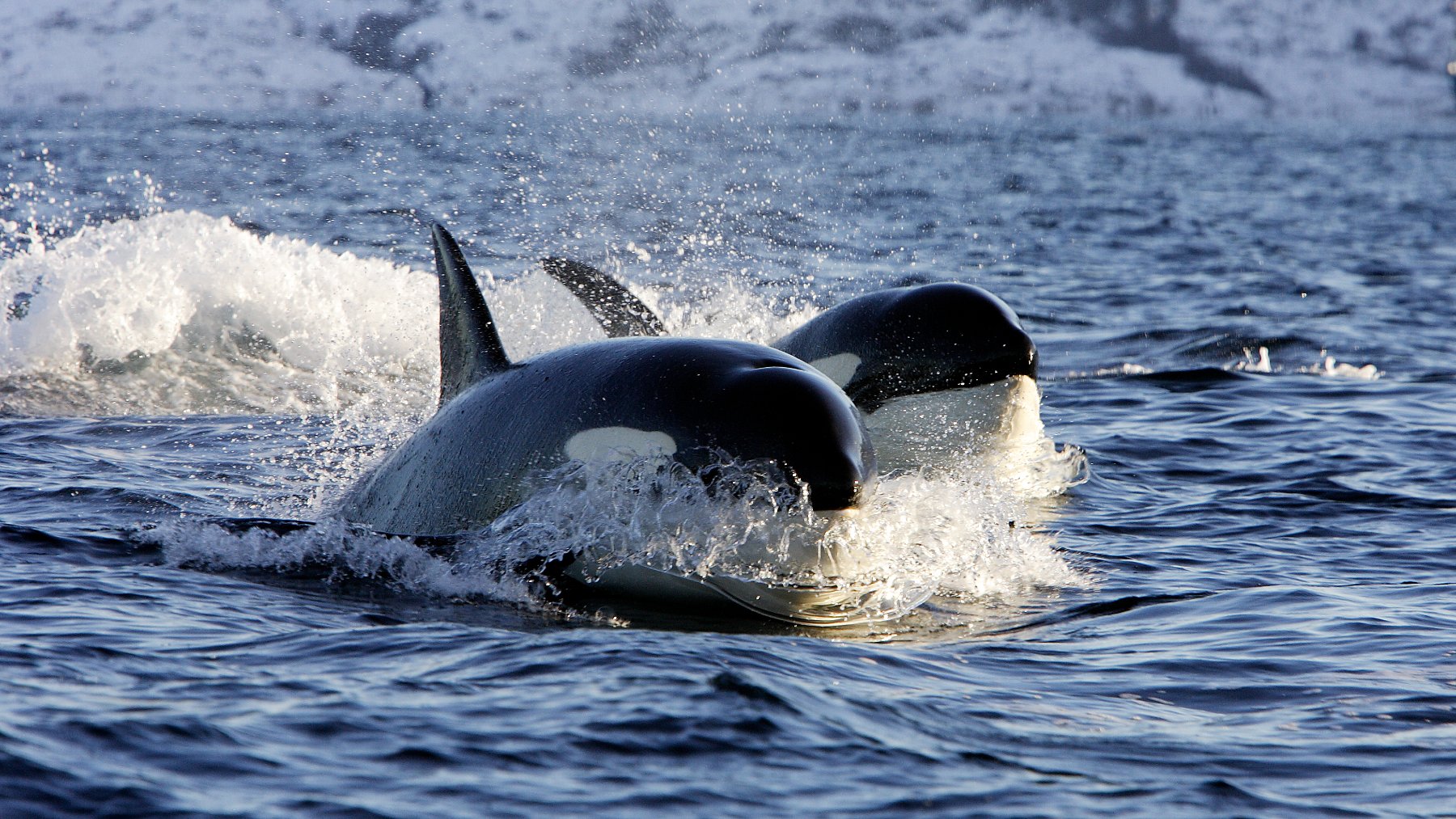 Entidades ambientales rechazan el método de marcaje por satélite a las orcas