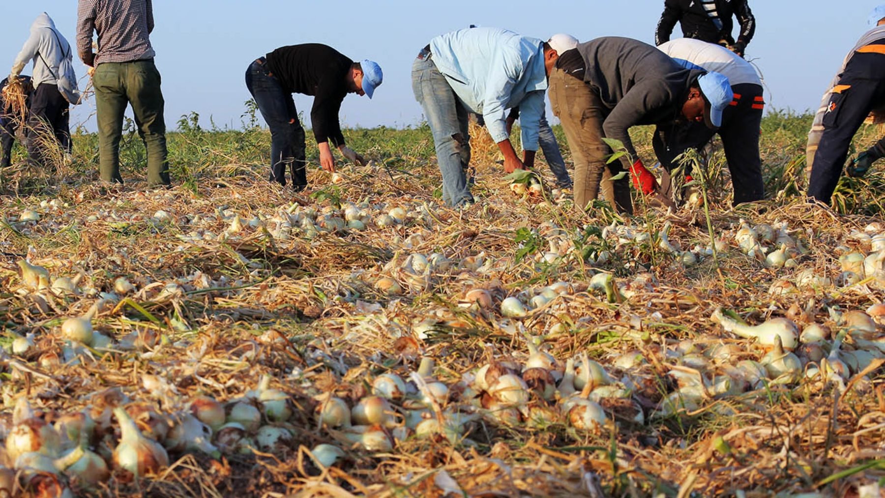 Plantación de cebollas.