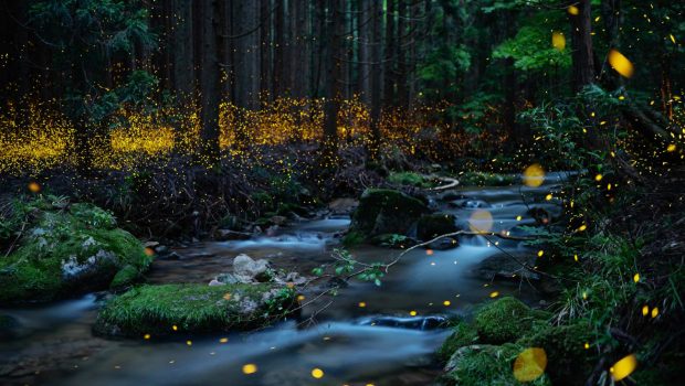 Bioluminiscente