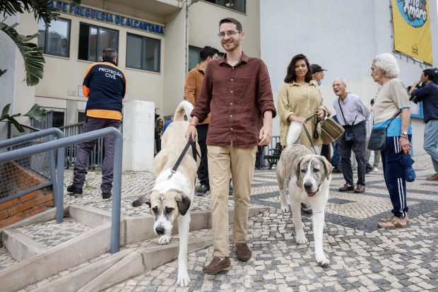 Hombre con perros a votar