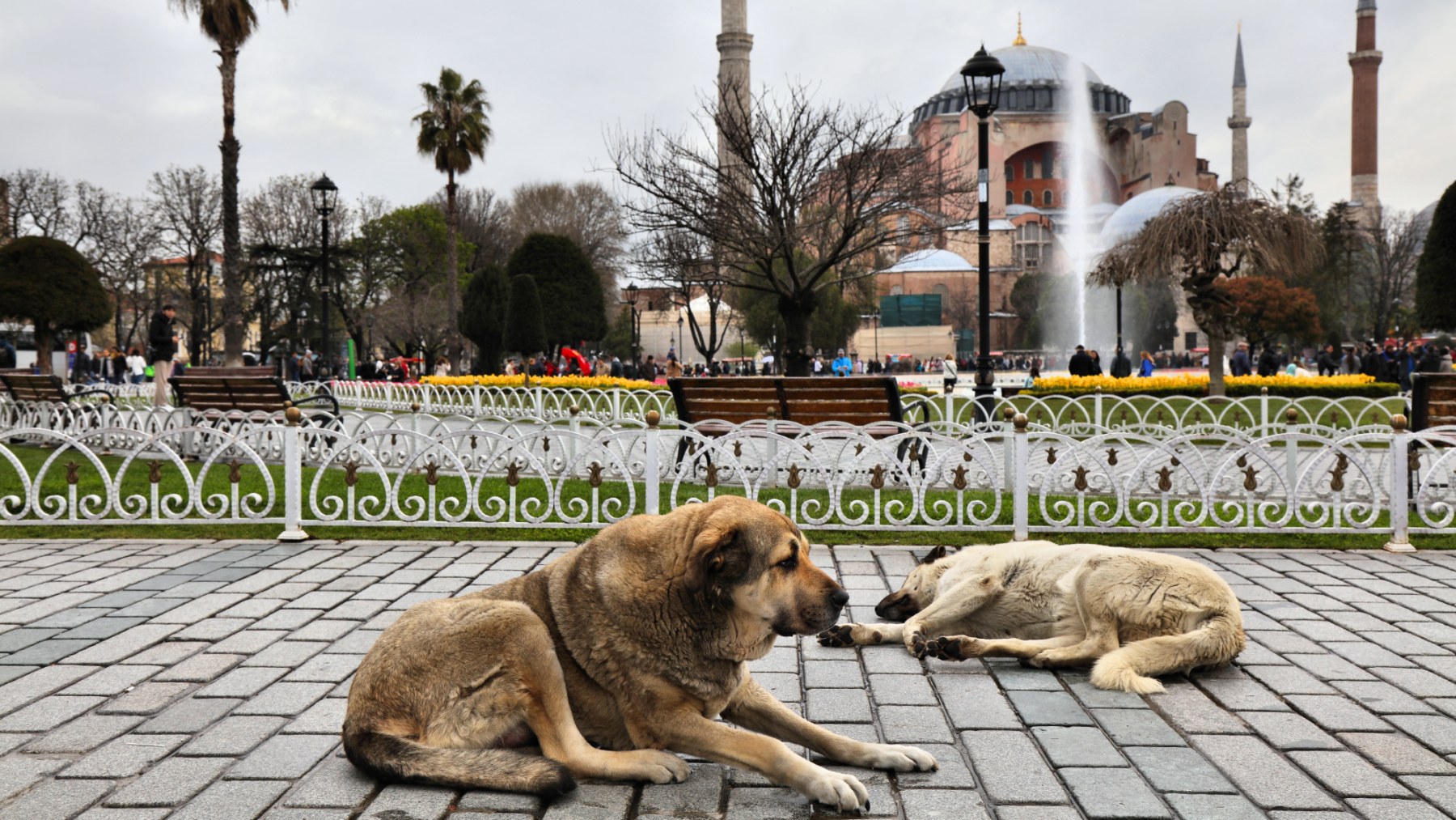 Perros callejeros en una calle de Estambul, capital de Turquía