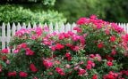 Los jardineros instan a plantar estas flores tropicales en tu jardín: crecen rápido y van a llenarlo de color en verano