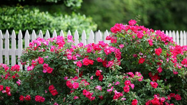 Foto de unas rosas en un jardín.