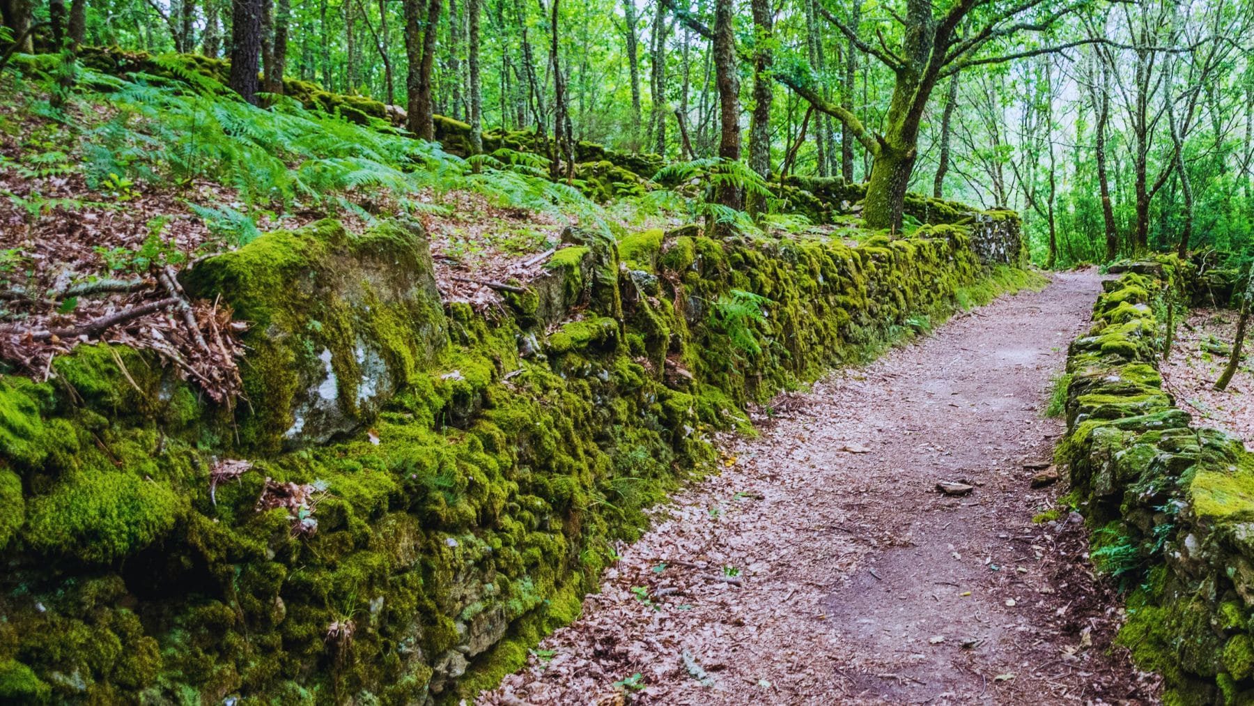 Sendero en Galicia.