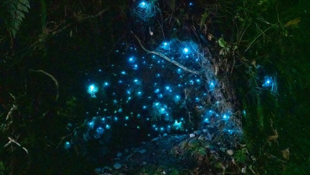 Bioluminiscente