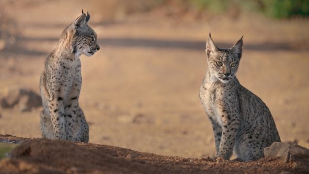 El lince ibérico supera los 2.000 ejemplares y deja de ser una especie en peligro de extinción