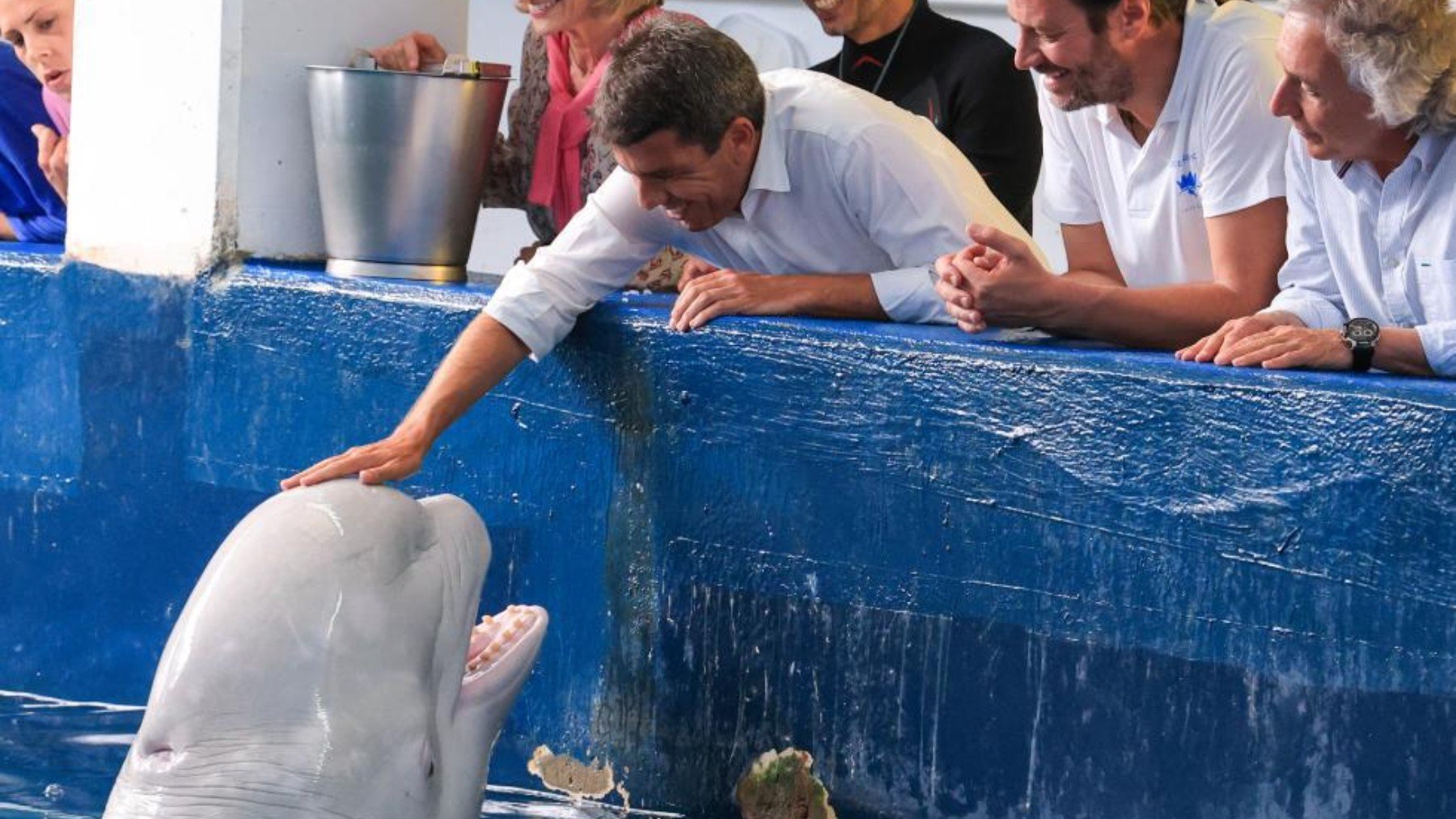 Mazón saludando a una de las belugas que ha rescatado de Ucrania.