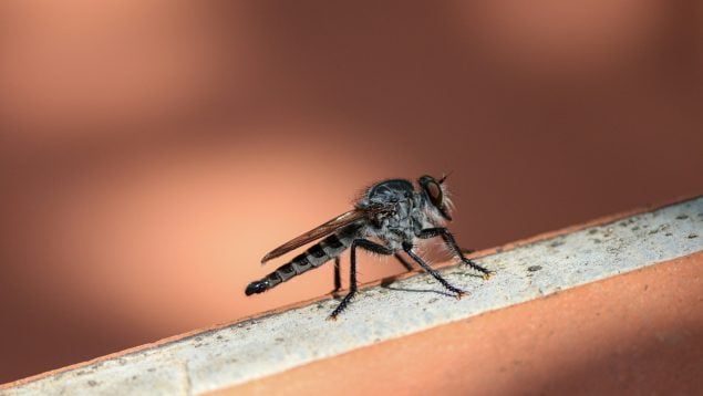 Truco para evitar a los mosquitos: el repelente casero que puedes dejar en la ventana