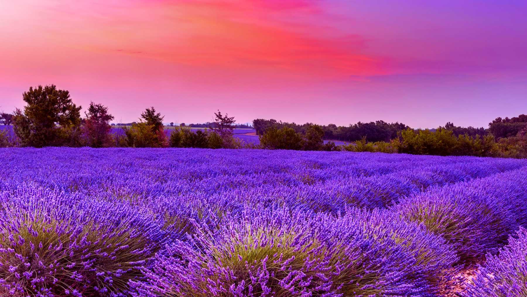 Campo de lavanda.