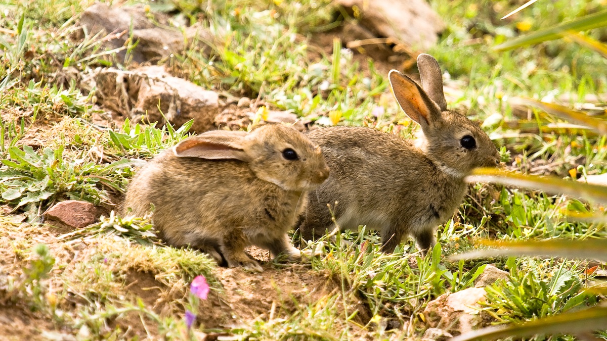 Conejos silvestres (Foto: Junta de Andalucía)