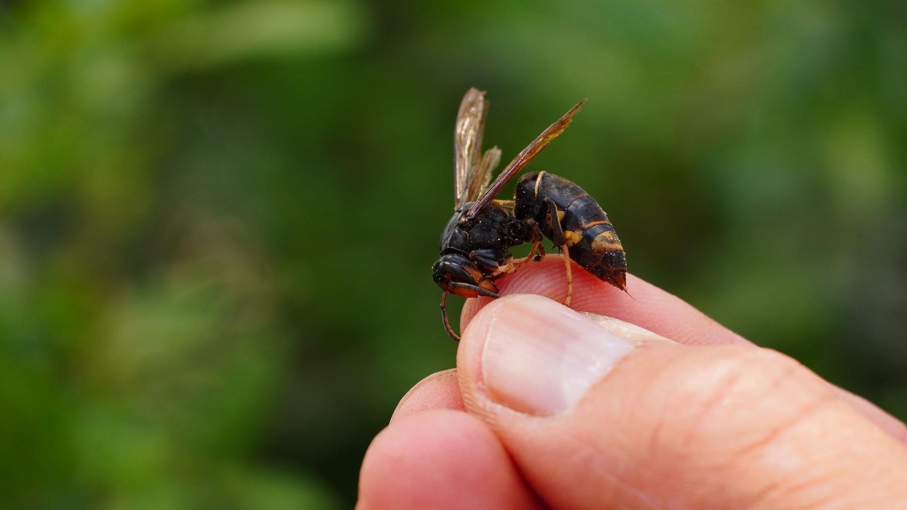 Ejemplar de avispa asiática.