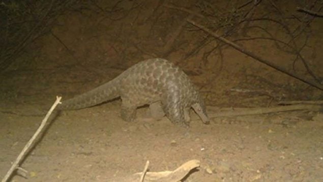 Mamífero gigante.