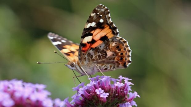 Mariposa cardera