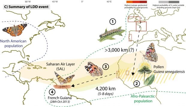 recorrido de las mariposas