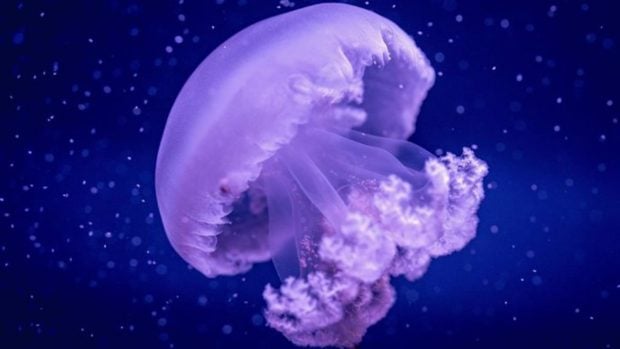 Medusas