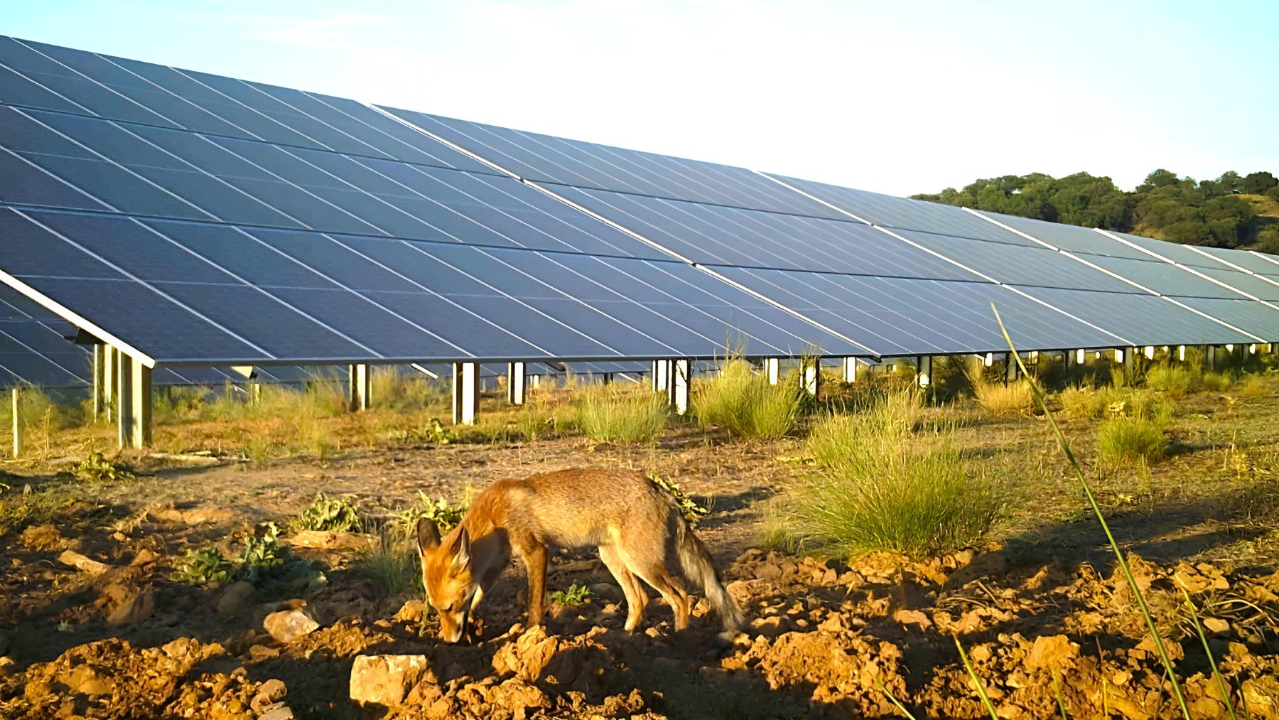 Zorro en una zona fotovoltaica de Iberdrola