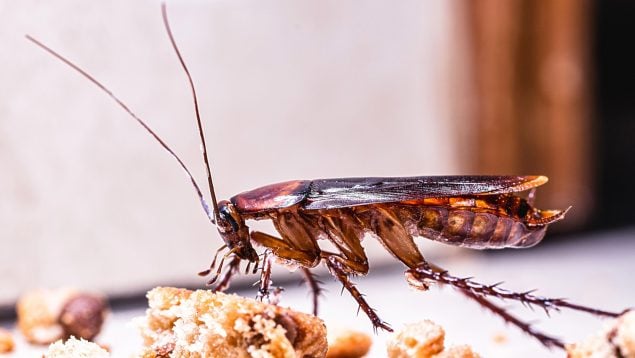 La planta que debes eliminar de tu casa si no quieres que te invadan las cucarachas