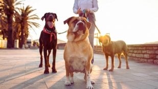 Ciudades y perros