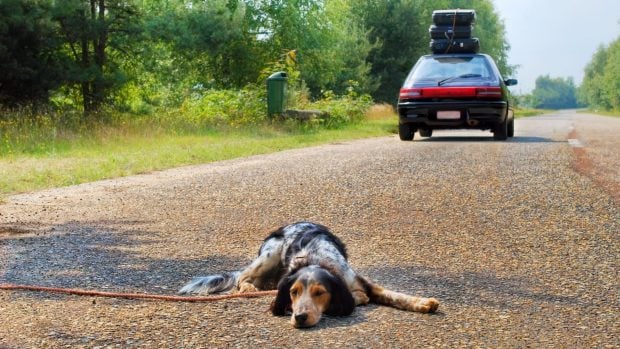 Casi todos los perros abandonados en España durante el verano son mestizos