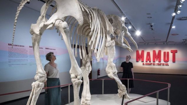 CaixaForum Palma inaugura la exposición 'Mamut. El gigante de la edad de hielo' con un fósil de la especie