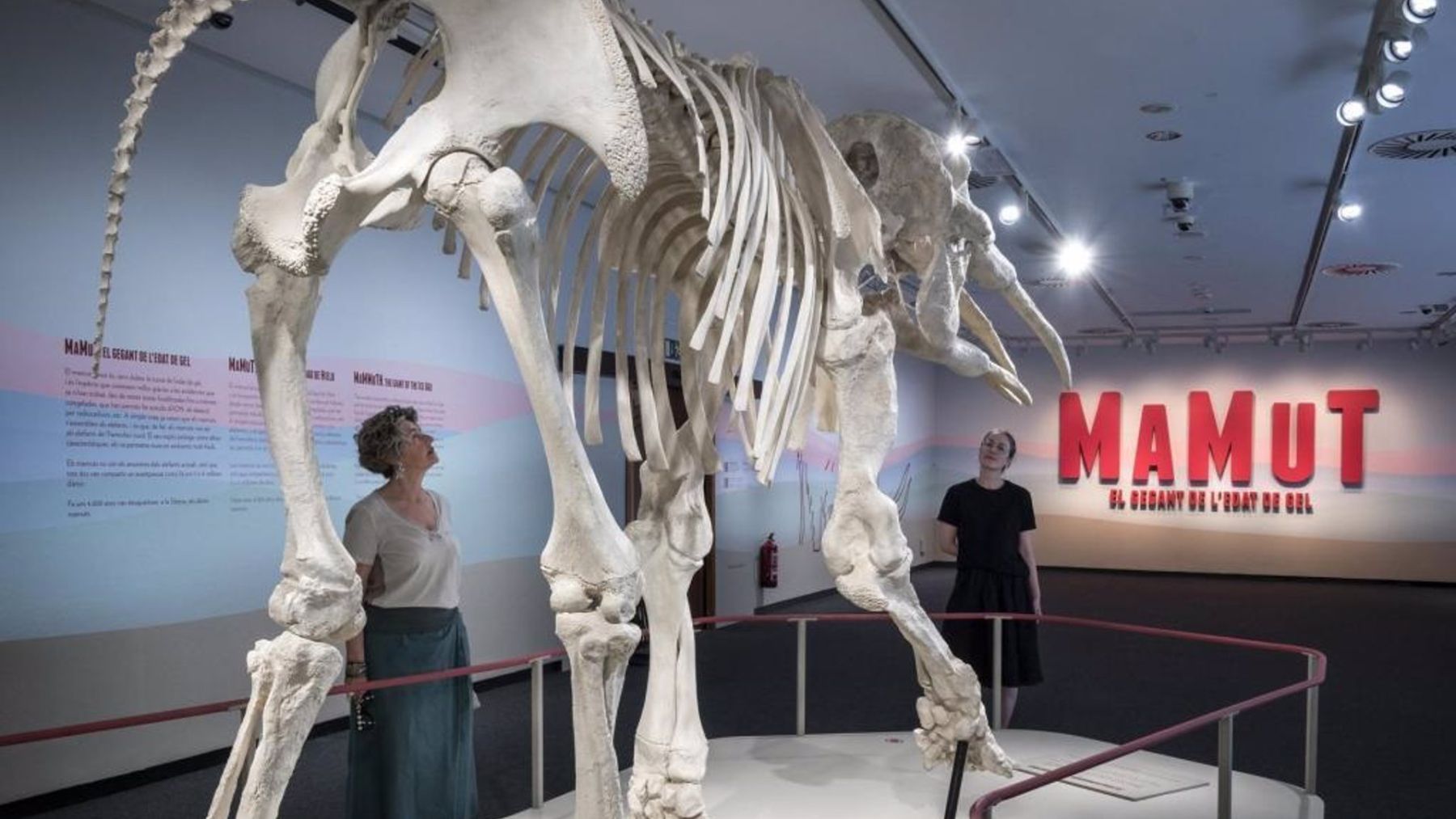 Fósil de mamut, parte de la muestra ‘Mamut. El gigante de la edad de hielo’, en CaixaForum Palma.