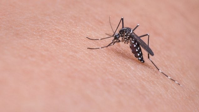 Todos los trucos para que los insecticidas sean más efectivos: adiós mosquitos