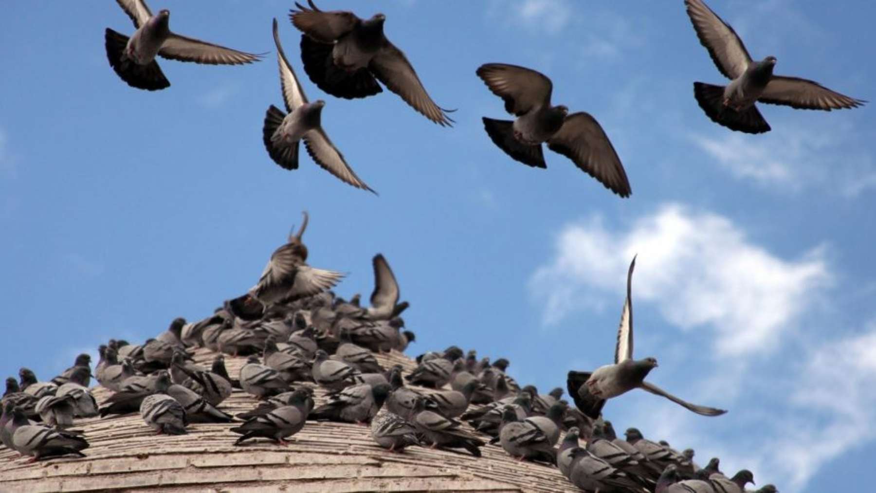 Imagen de un bando de palomas.