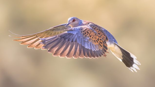 Castilla León cazadores