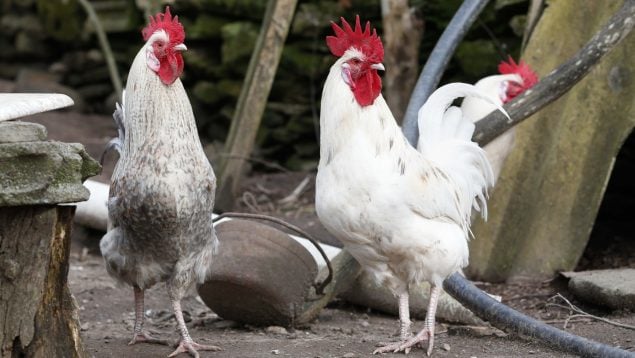 gripe aviar, confinamiento