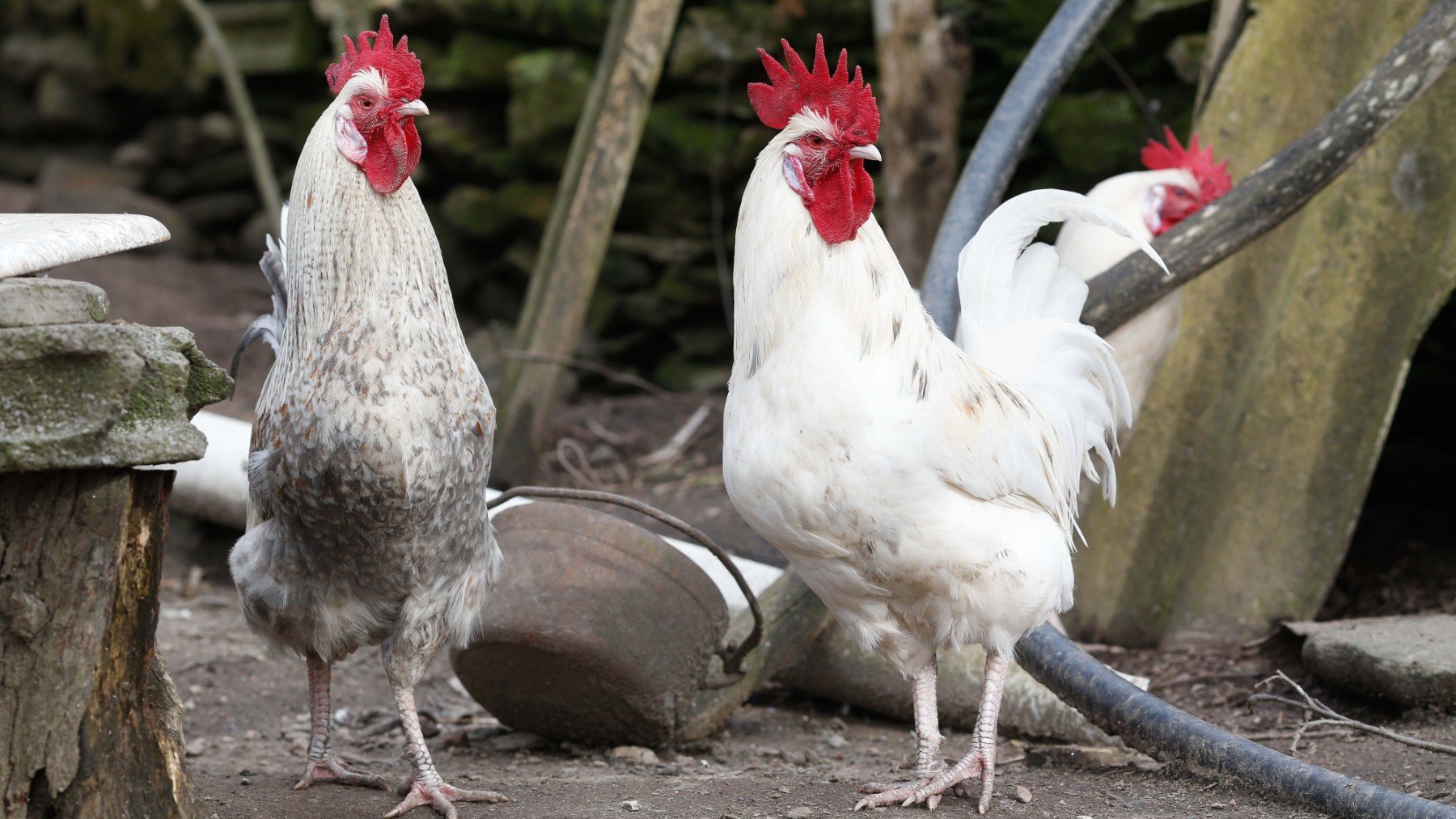El Gobierno amplía el confinamiento de aves de corral a toda España por el aumento de casos de gripe aviar